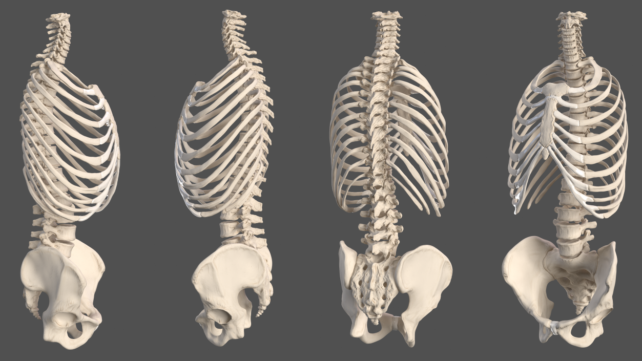 3D Male Torso Skeleton 2