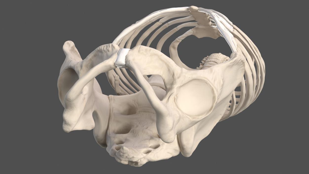 3D Male Torso Skeleton 2