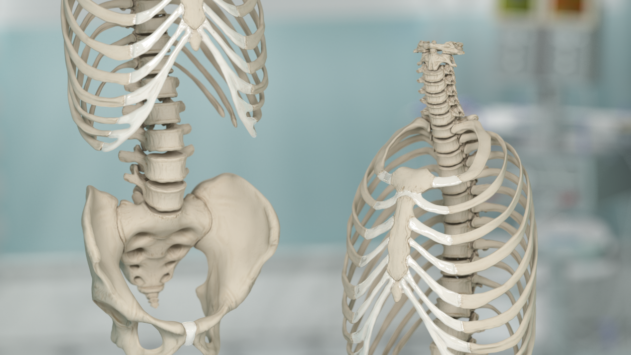 3D Male Torso Skeleton 2