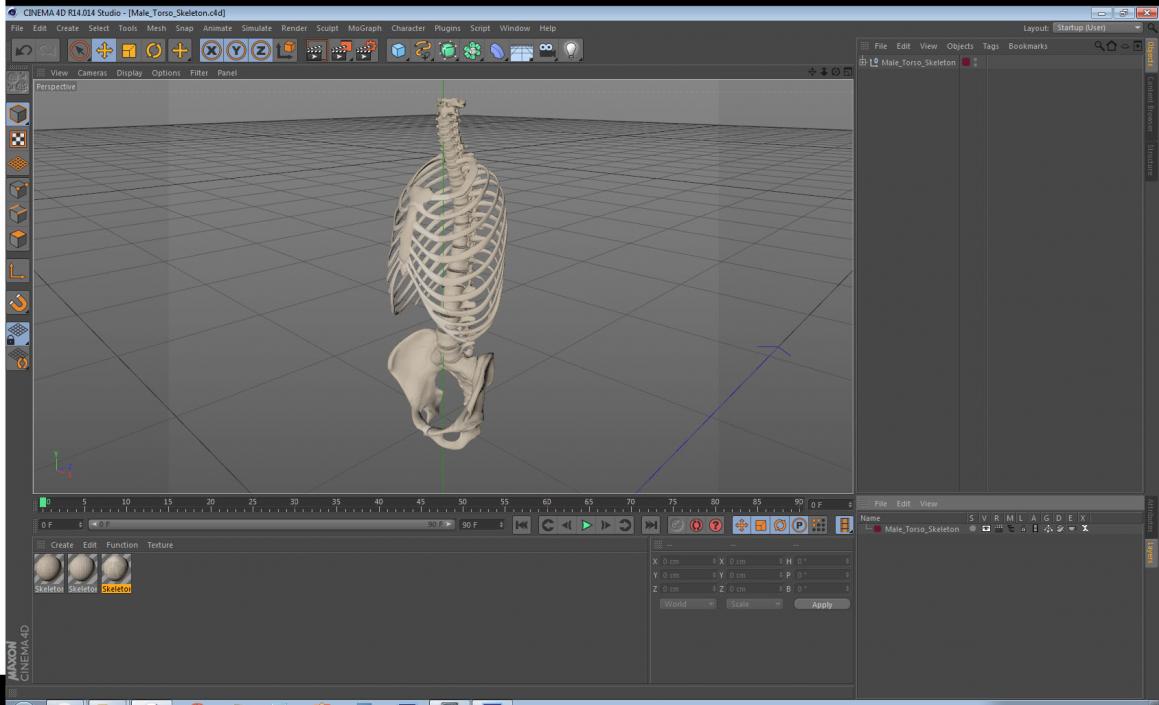 3D Male Torso Skeleton 2