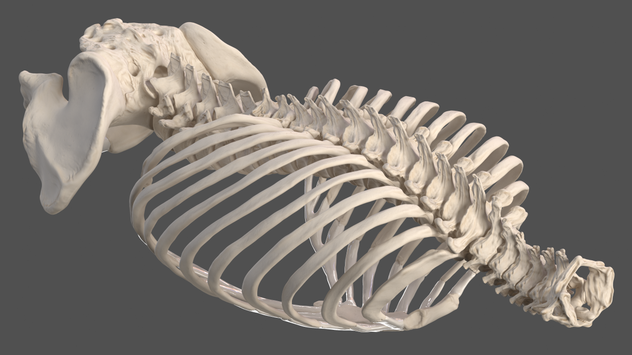 3D Male Torso Skeleton 2