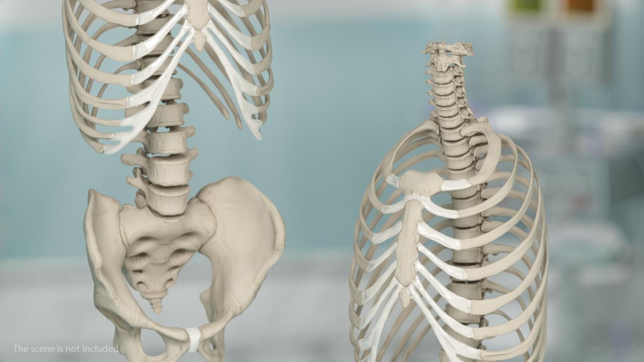 3D Male Torso Skeleton 2