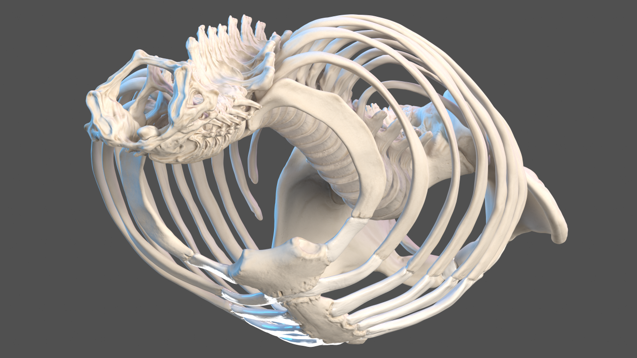 3D Male Torso Skeleton 2