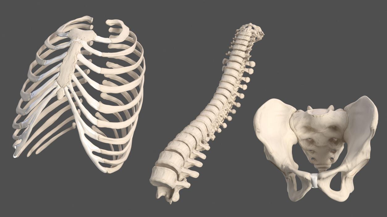 3D Male Torso Skeleton 2