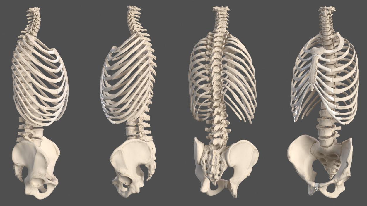 3D Male Torso Skeleton 2