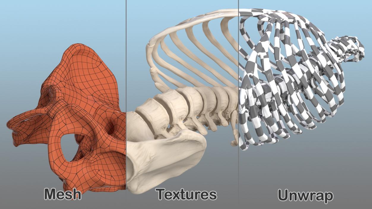 3D Male Torso Skeleton 2