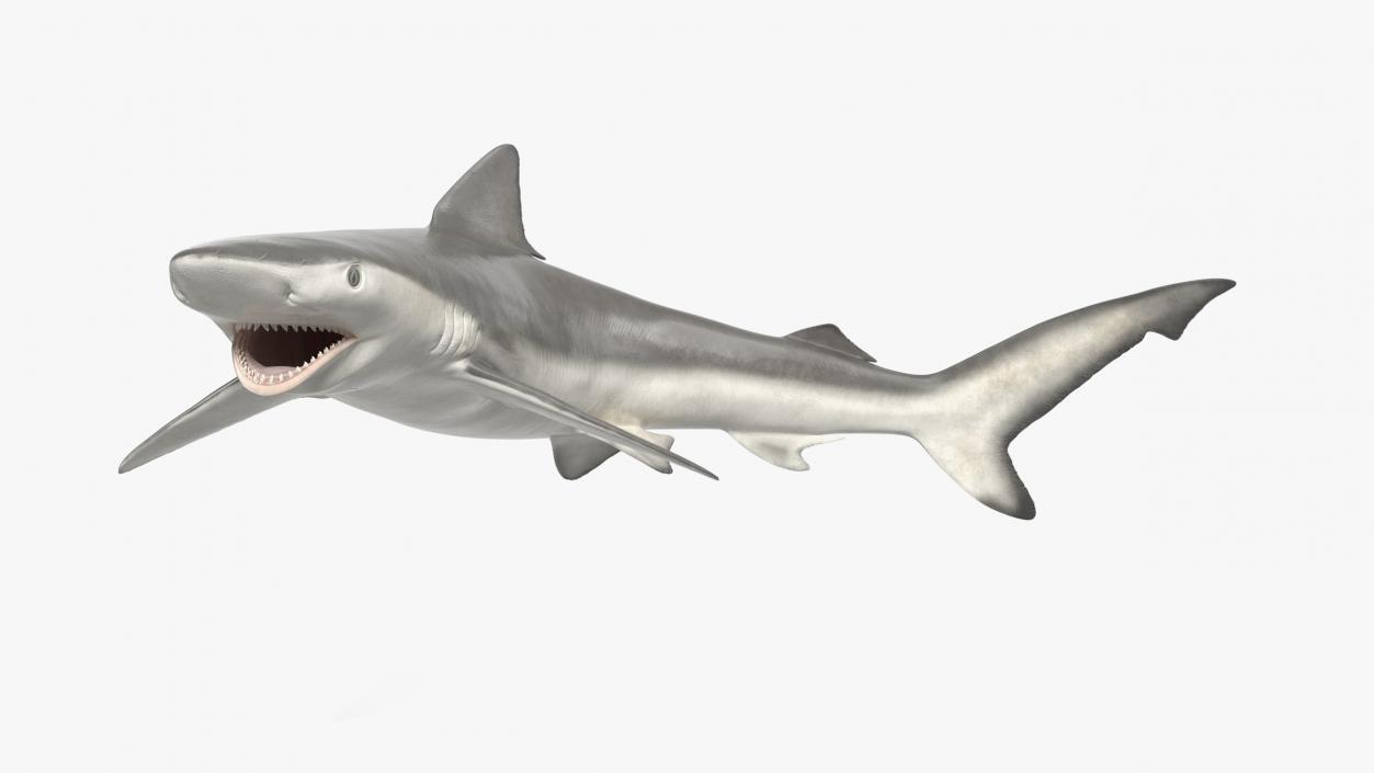 Carcharhinus Porosus Shark Rigged for Maya 3D