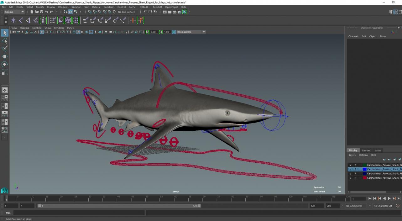 Carcharhinus Porosus Shark Rigged for Maya 3D