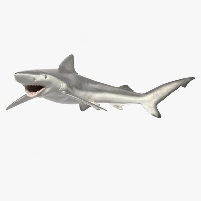 Carcharhinus Porosus Shark Rigged for Maya 3D