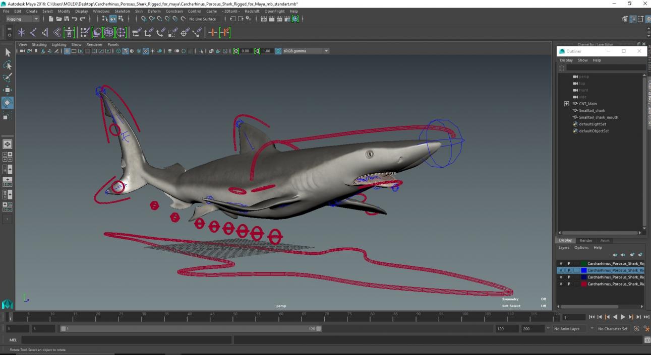 Carcharhinus Porosus Shark Rigged for Maya 3D