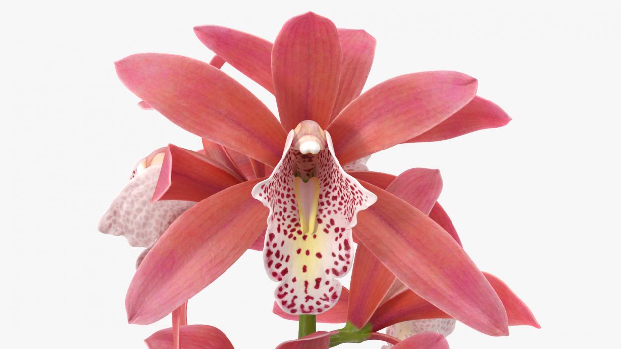 3D Pink Orchid Branch model