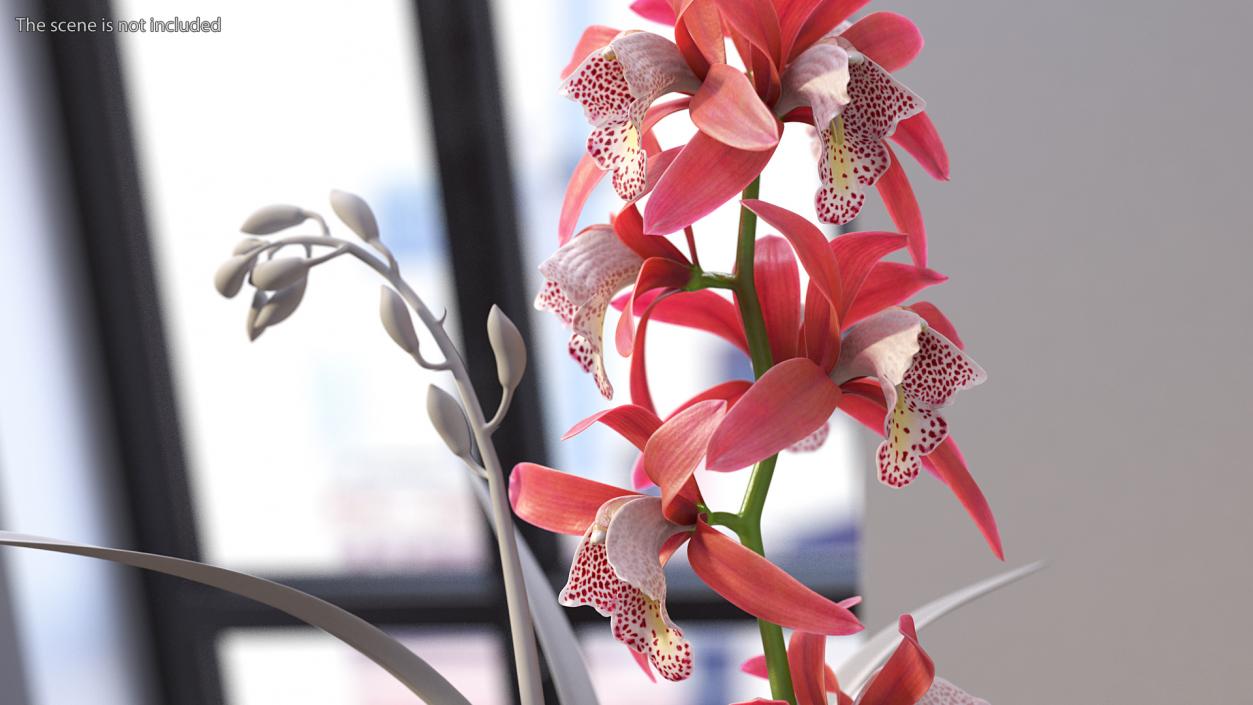 3D Pink Orchid Branch model