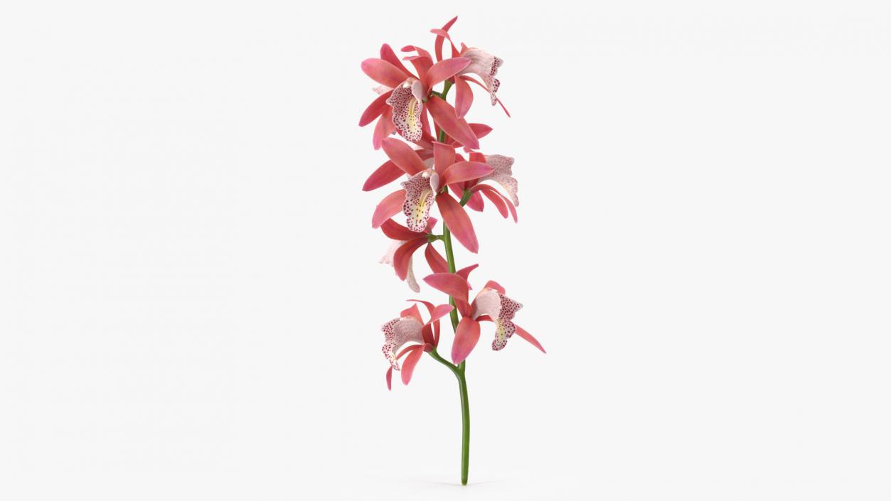 3D Pink Orchid Branch model