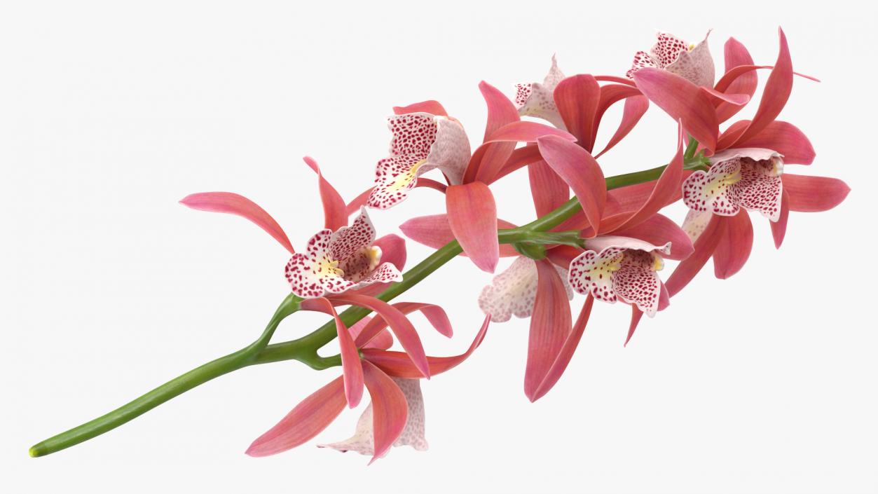 3D Pink Orchid Branch model