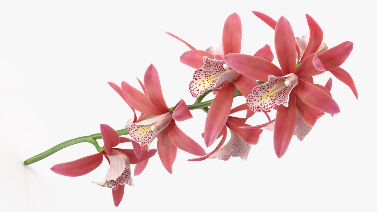 3D Pink Orchid Branch model