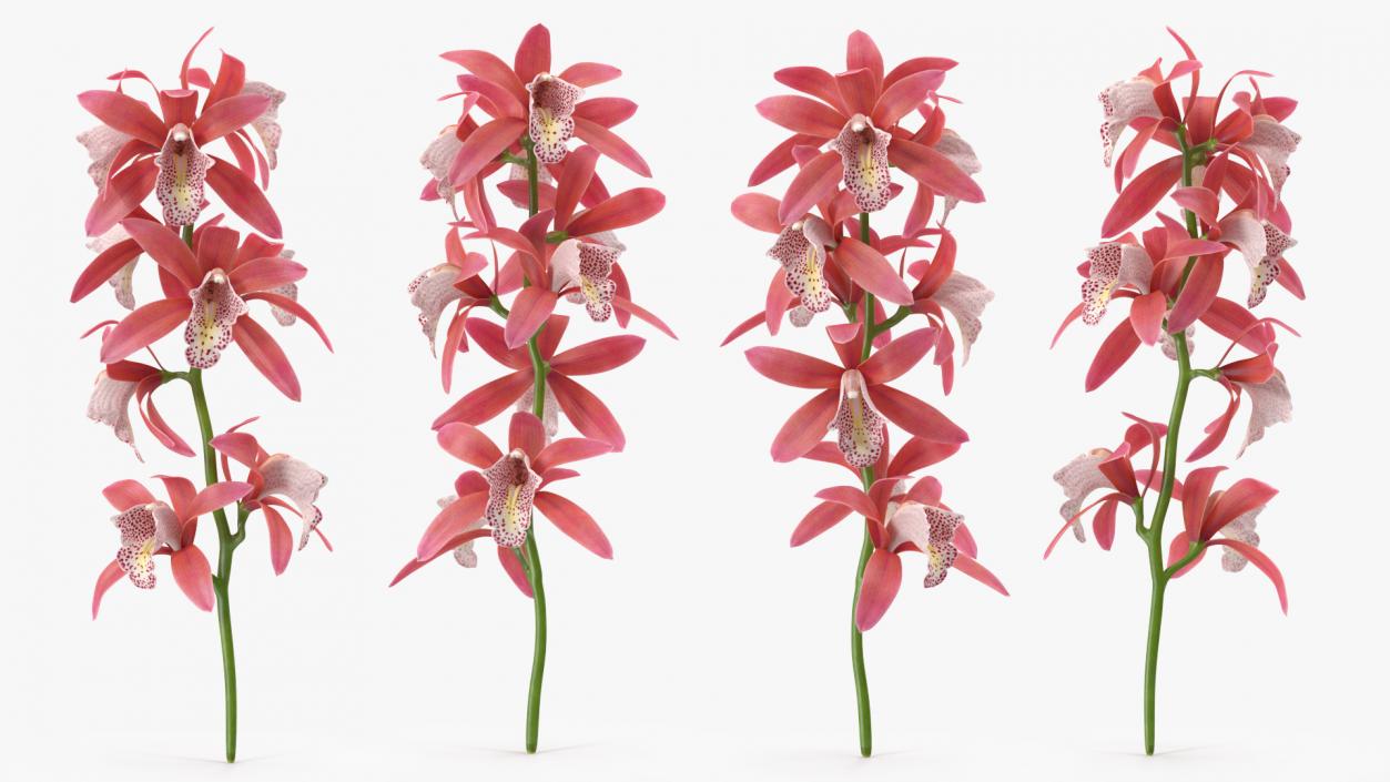 3D Pink Orchid Branch model