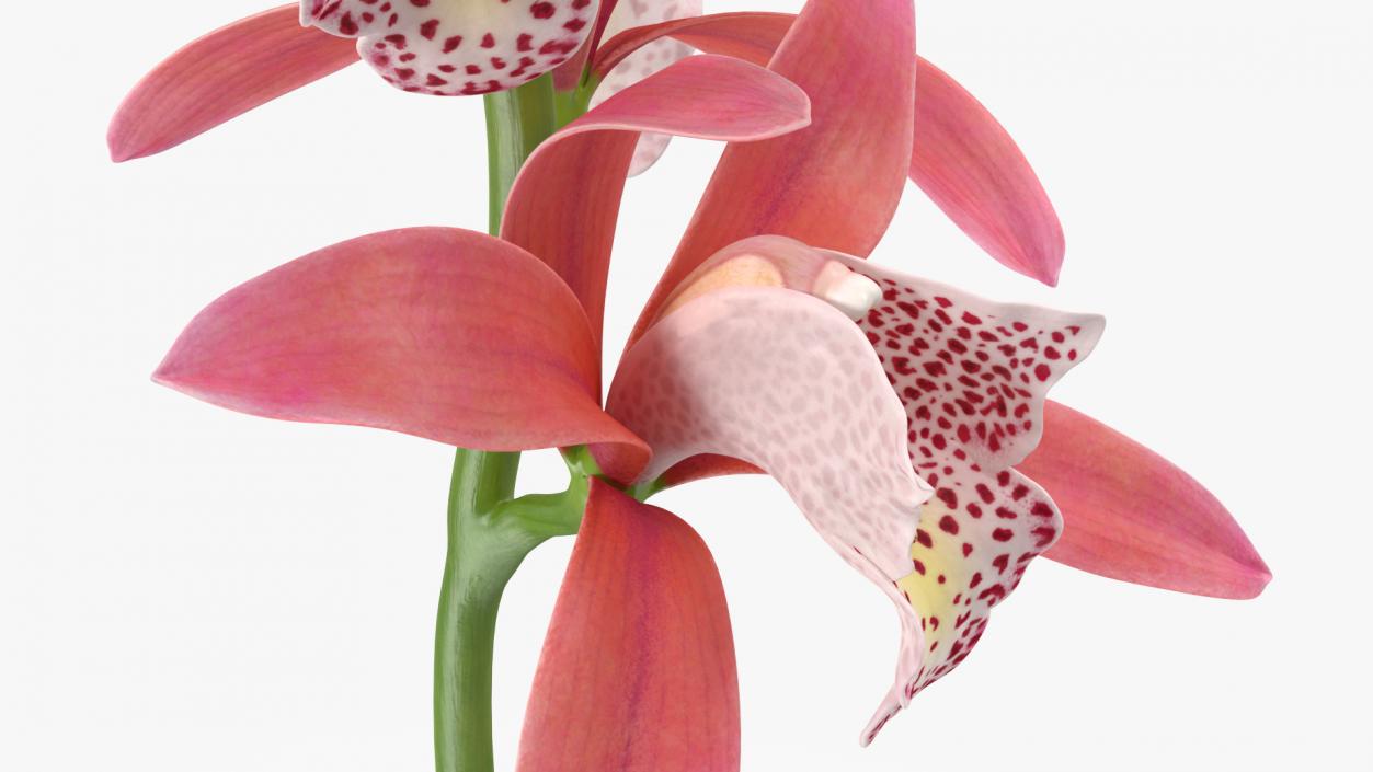 3D Pink Orchid Branch model