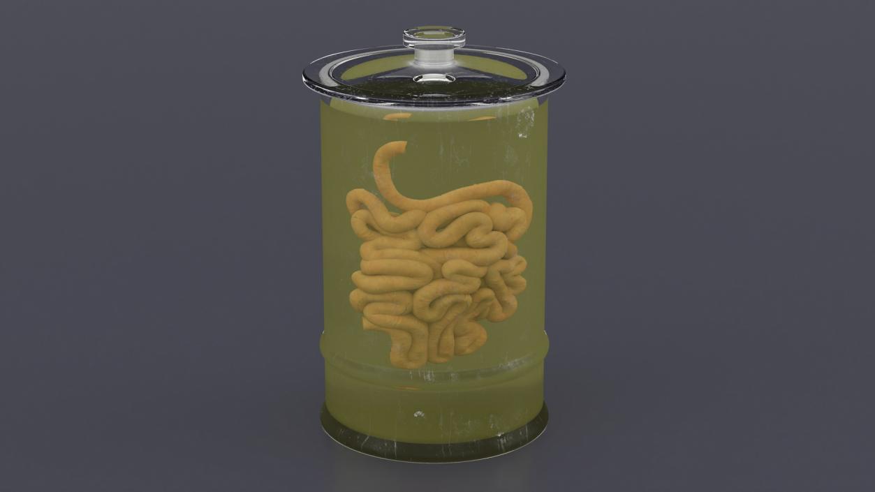 Human Small Intestine in Glass Jar 3D model