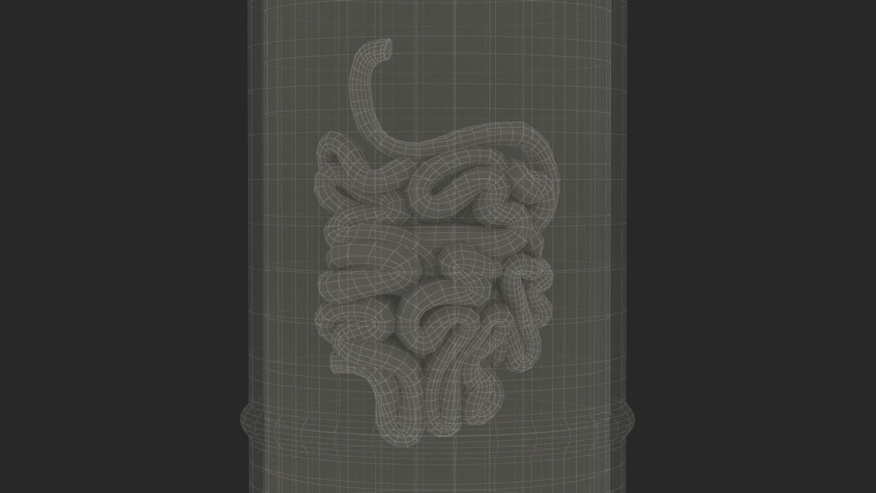 Human Small Intestine in Glass Jar 3D model