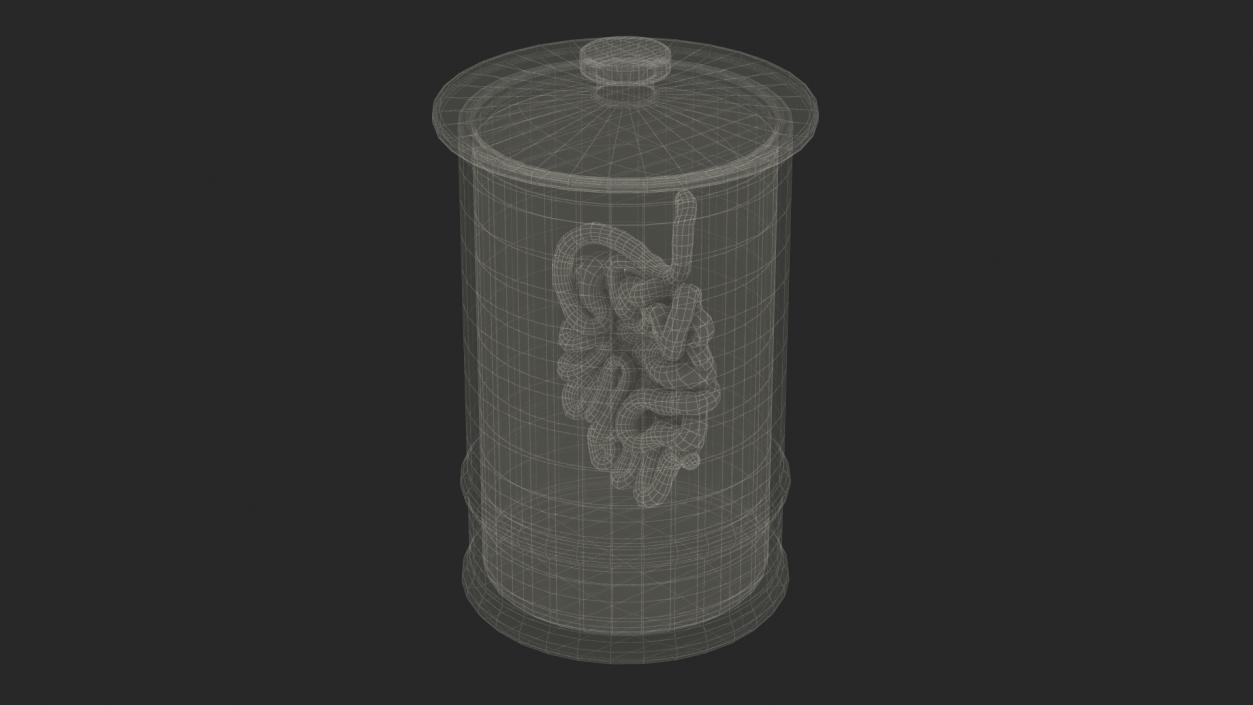 Human Small Intestine in Glass Jar 3D model