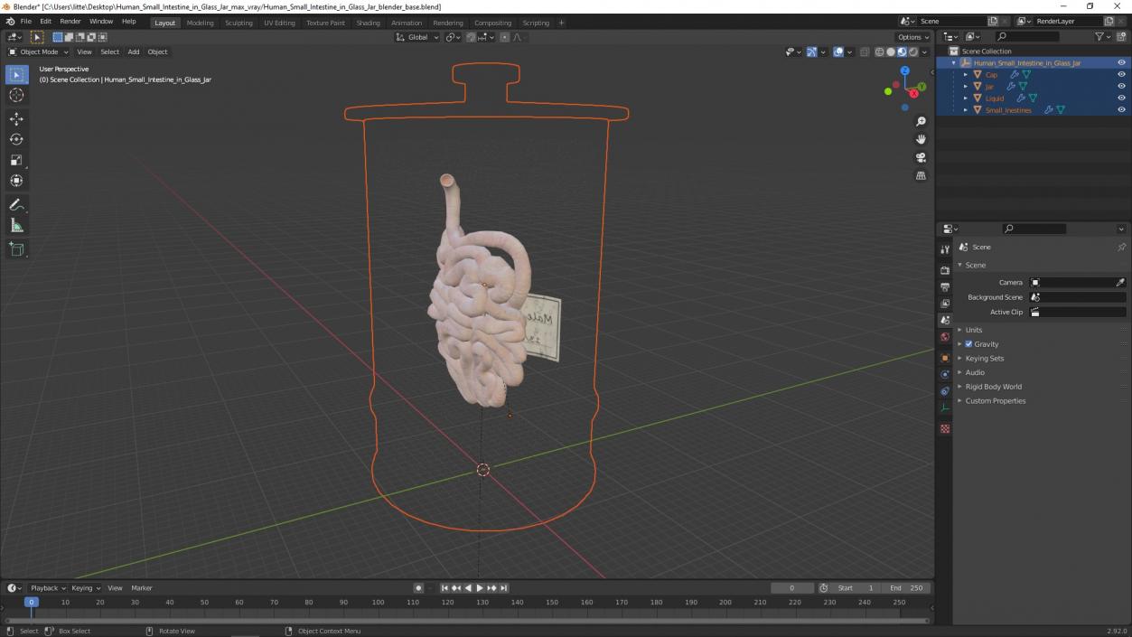 Human Small Intestine in Glass Jar 3D model