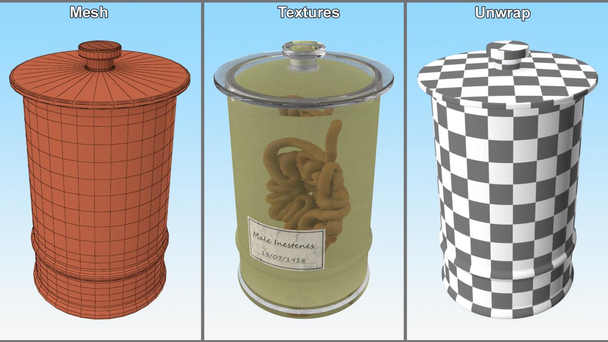 Human Small Intestine in Glass Jar 3D model