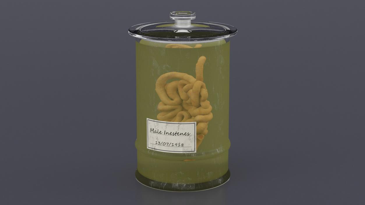 Human Small Intestine in Glass Jar 3D model