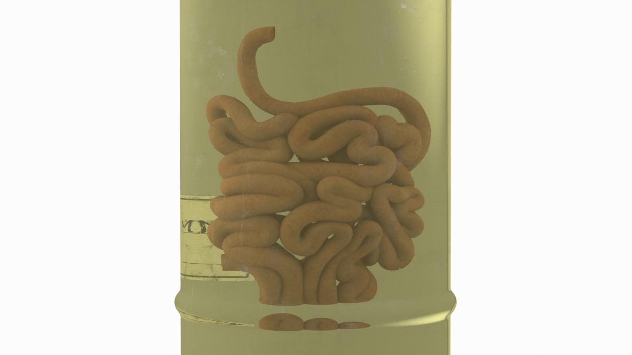 Human Small Intestine in Glass Jar 3D model