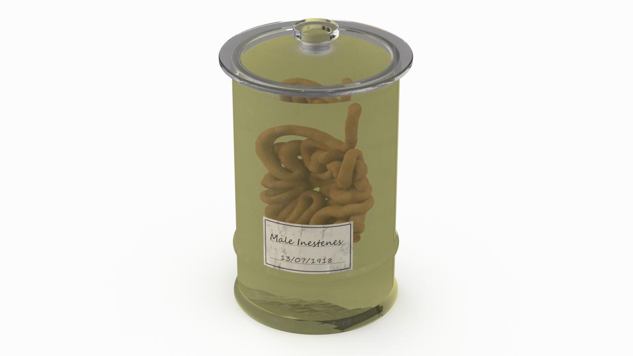 Human Small Intestine in Glass Jar 3D model