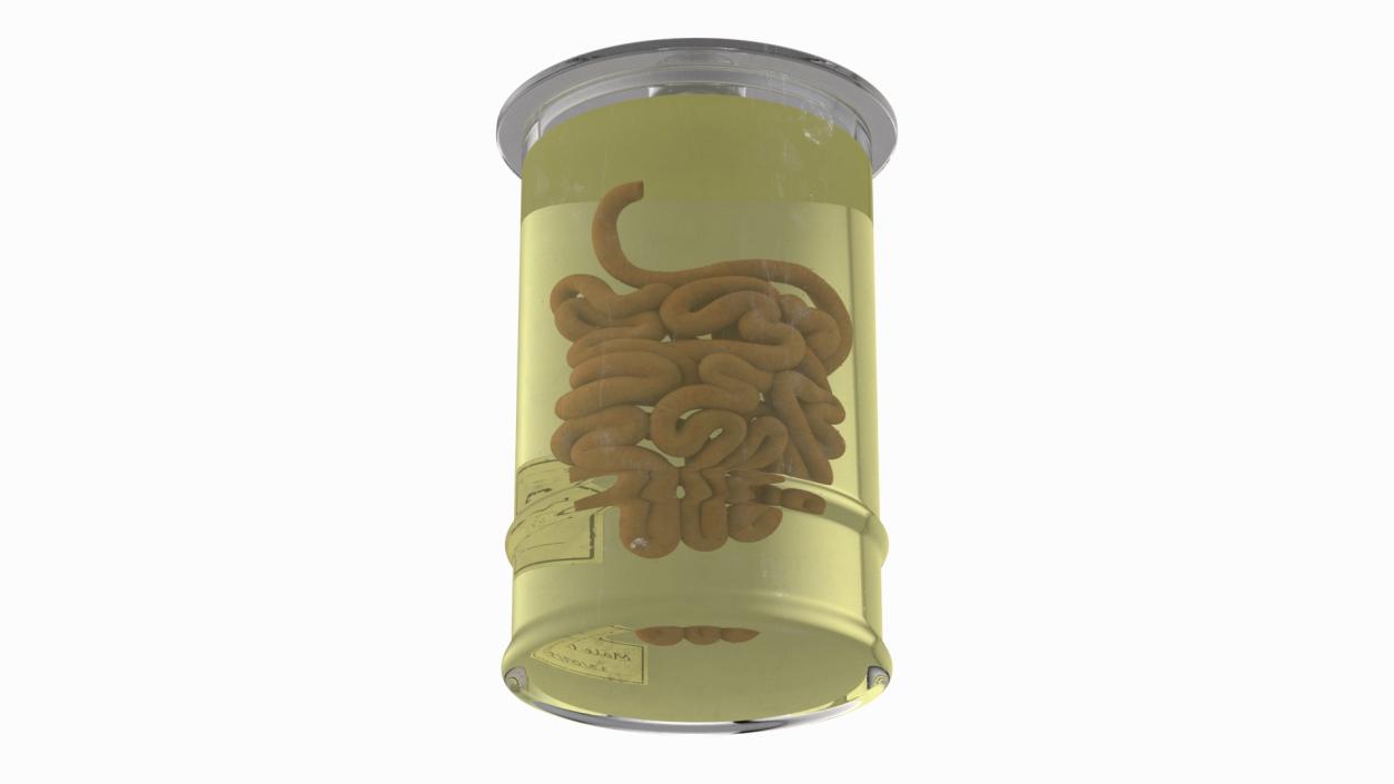 Human Small Intestine in Glass Jar 3D model