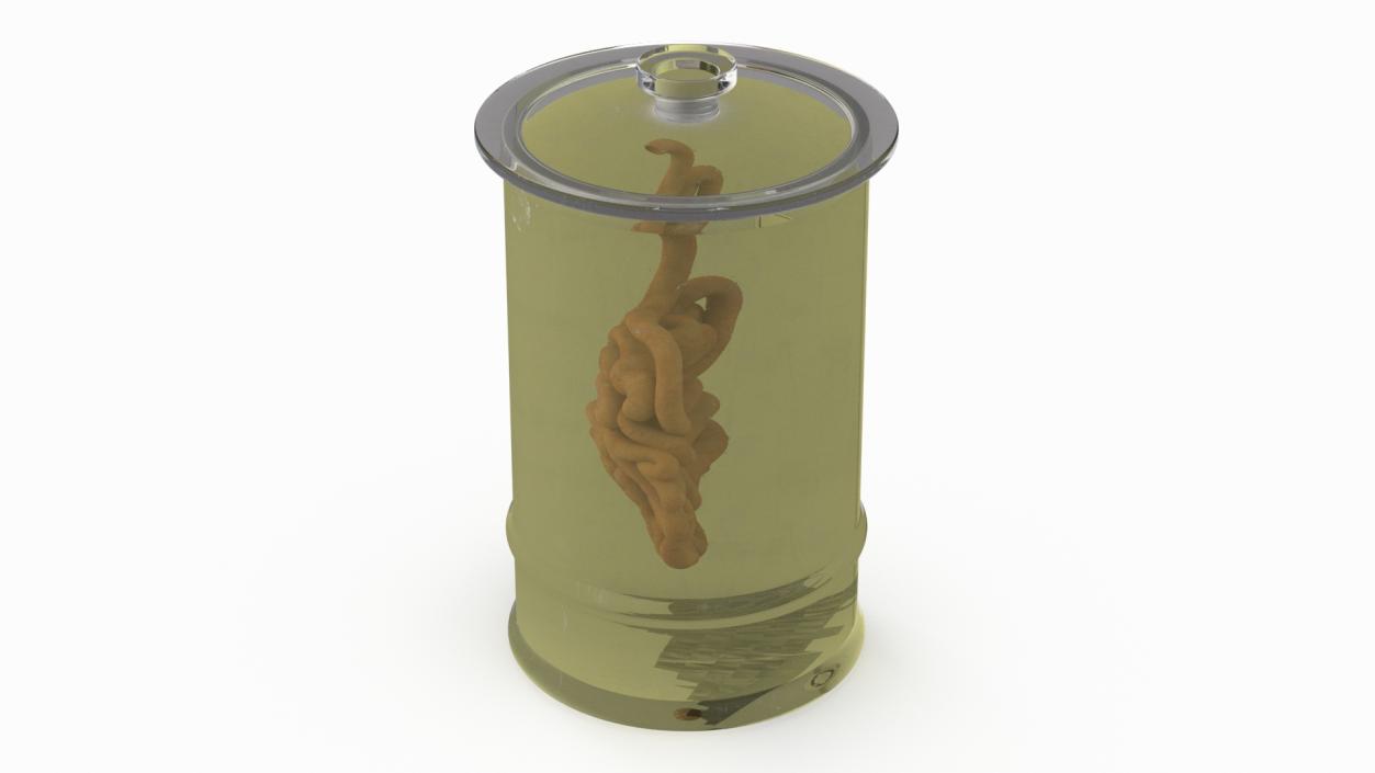 Human Small Intestine in Glass Jar 3D model