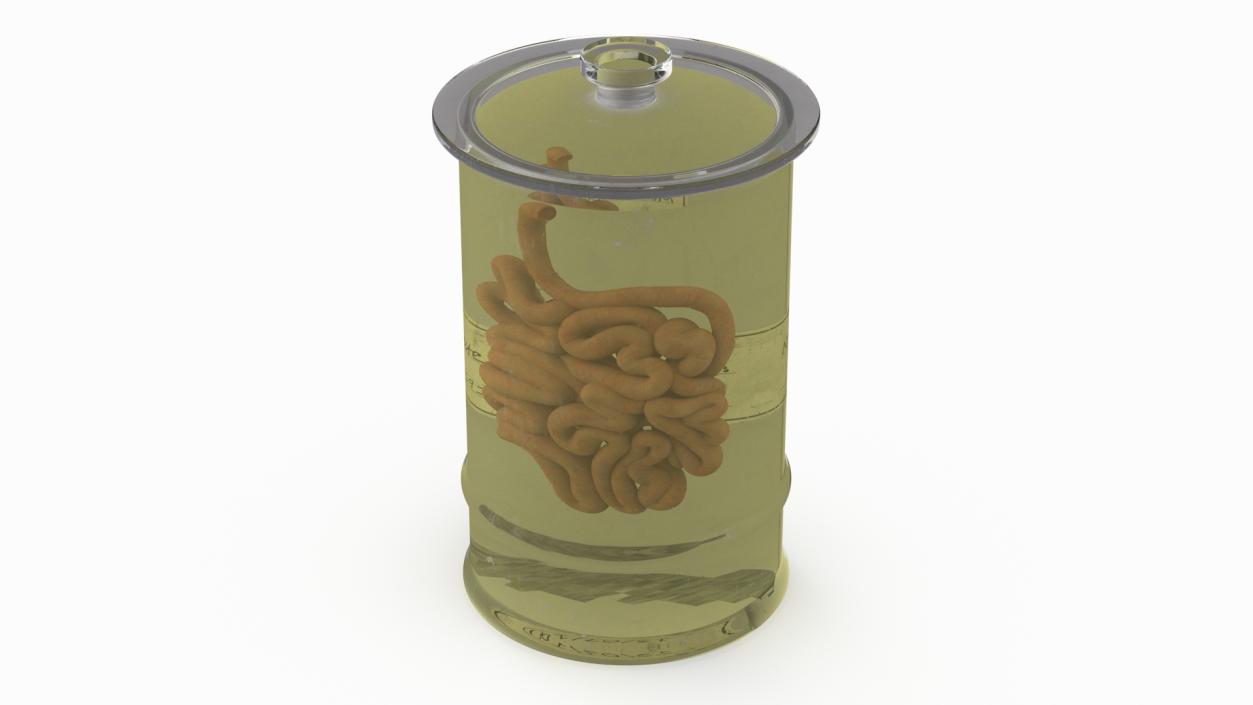 Human Small Intestine in Glass Jar 3D model