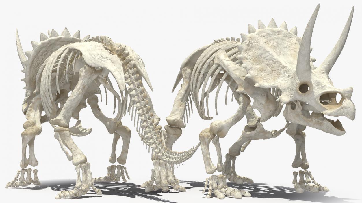 3D model Triceratops Skeleton