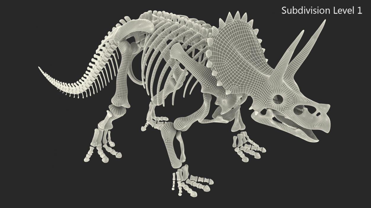 3D model Triceratops Skeleton