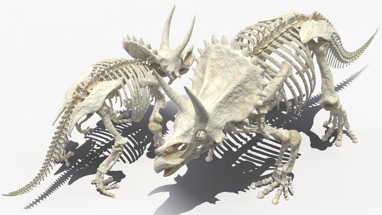 3D model Triceratops Skeleton