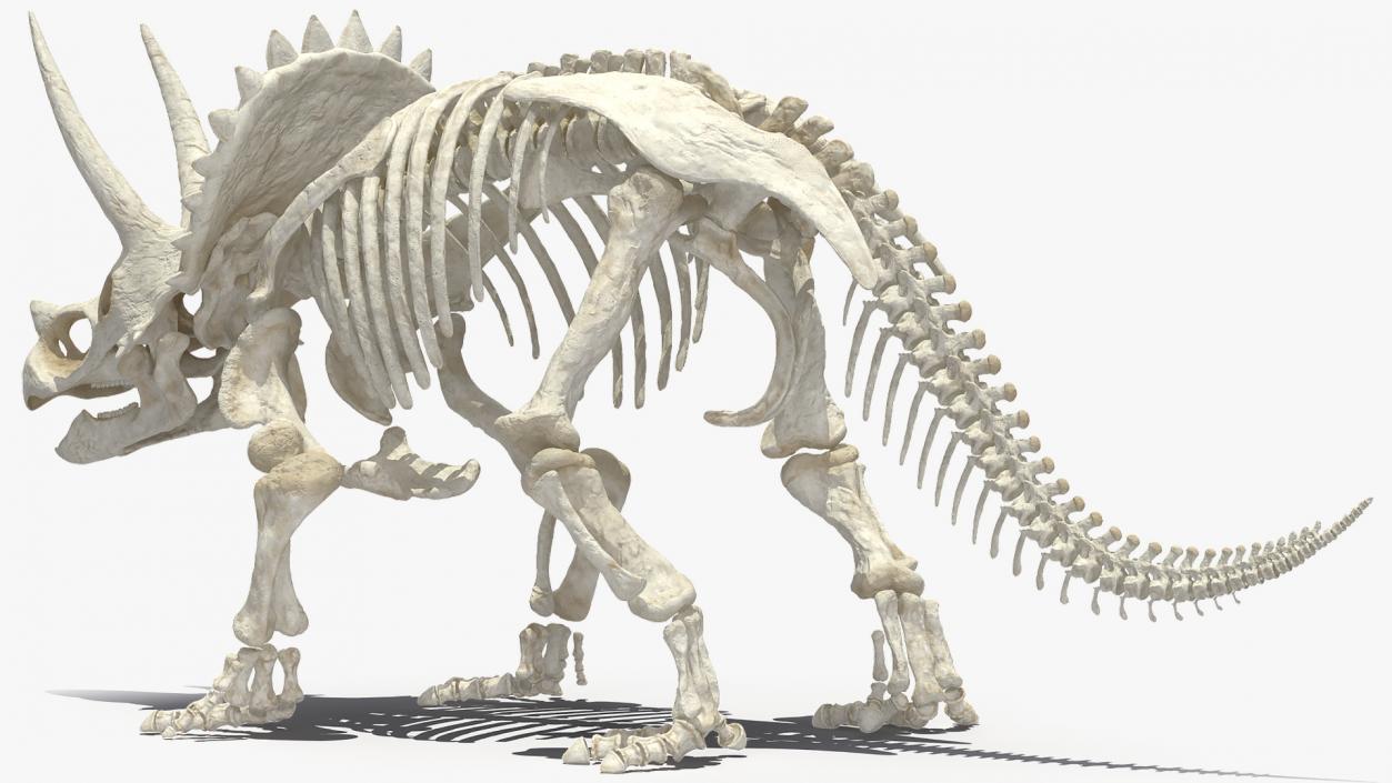 3D model Triceratops Skeleton