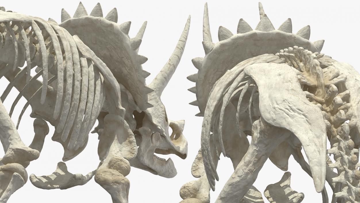 3D model Triceratops Skeleton