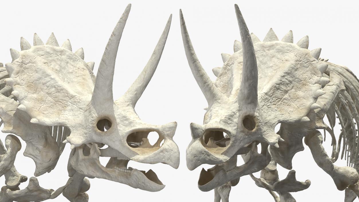 3D model Triceratops Skeleton