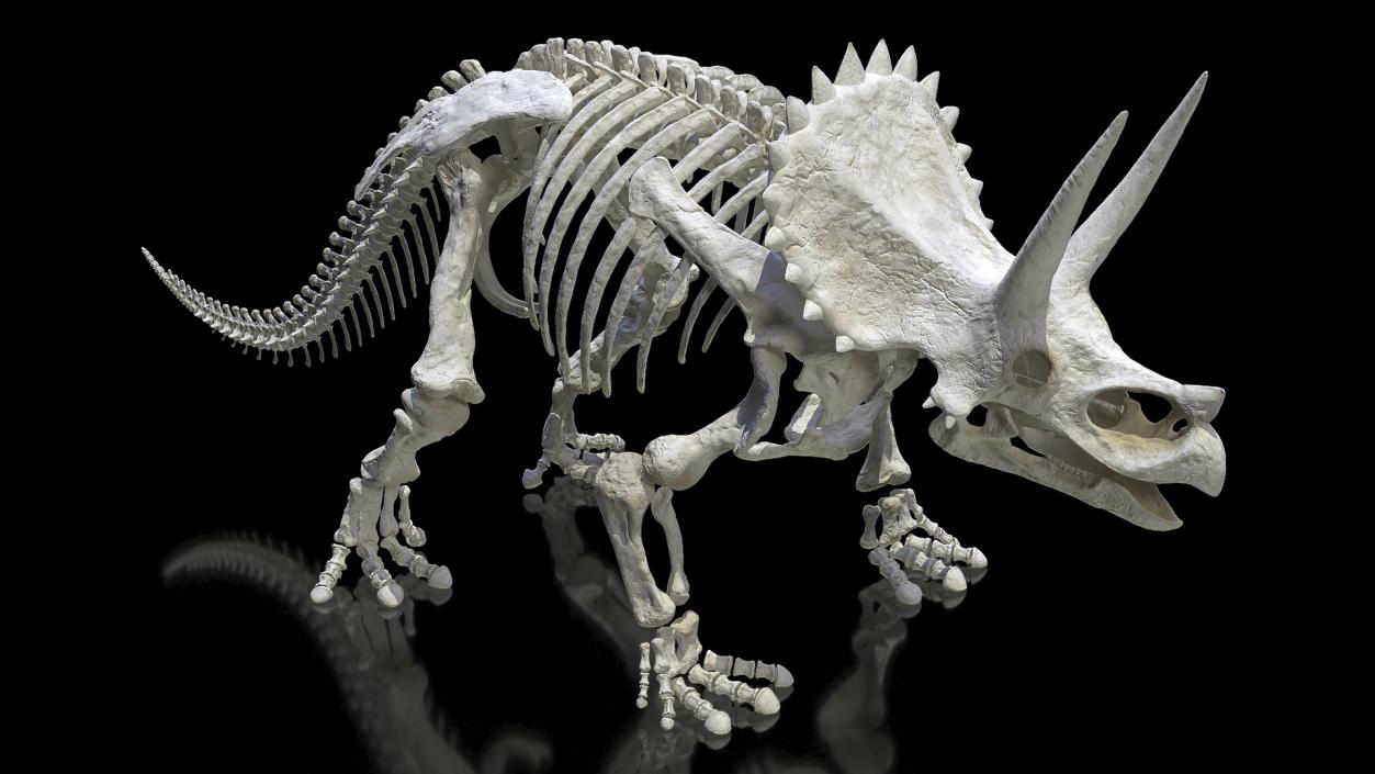 3D model Triceratops Skeleton