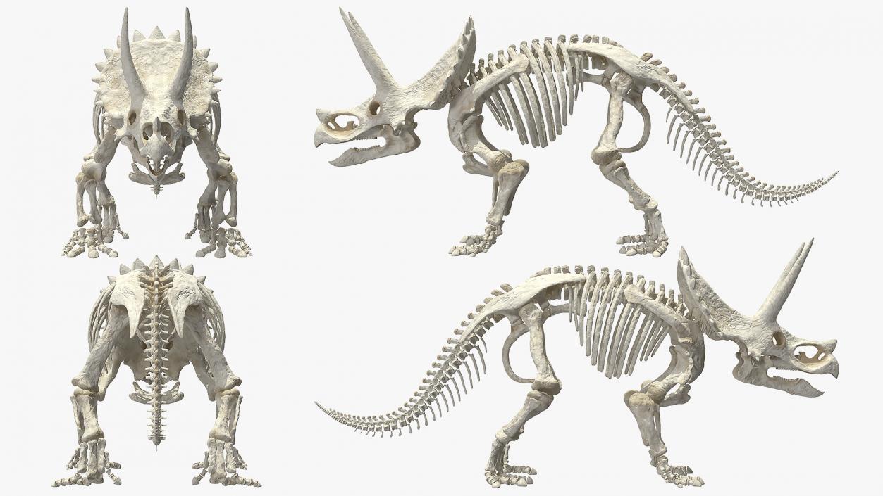 3D model Triceratops Skeleton