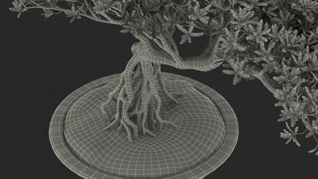 3D Small Bonsai Tree in Pot Fur model