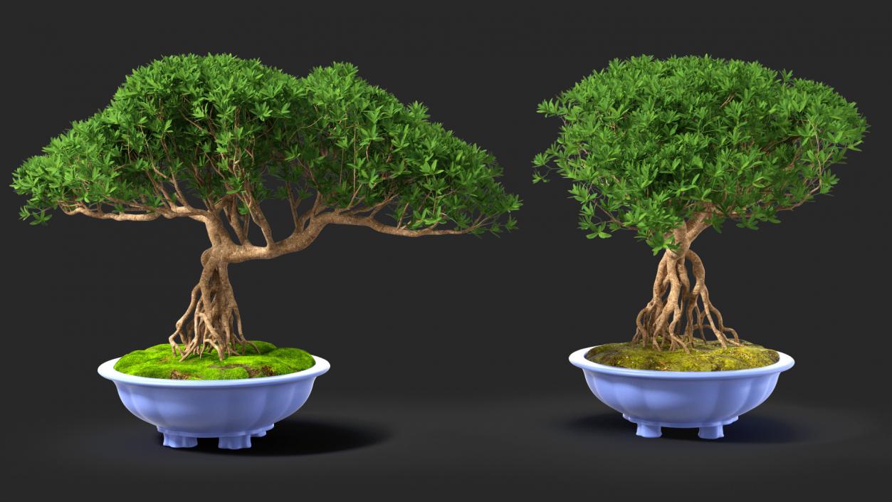 3D Small Bonsai Tree in Pot Fur model