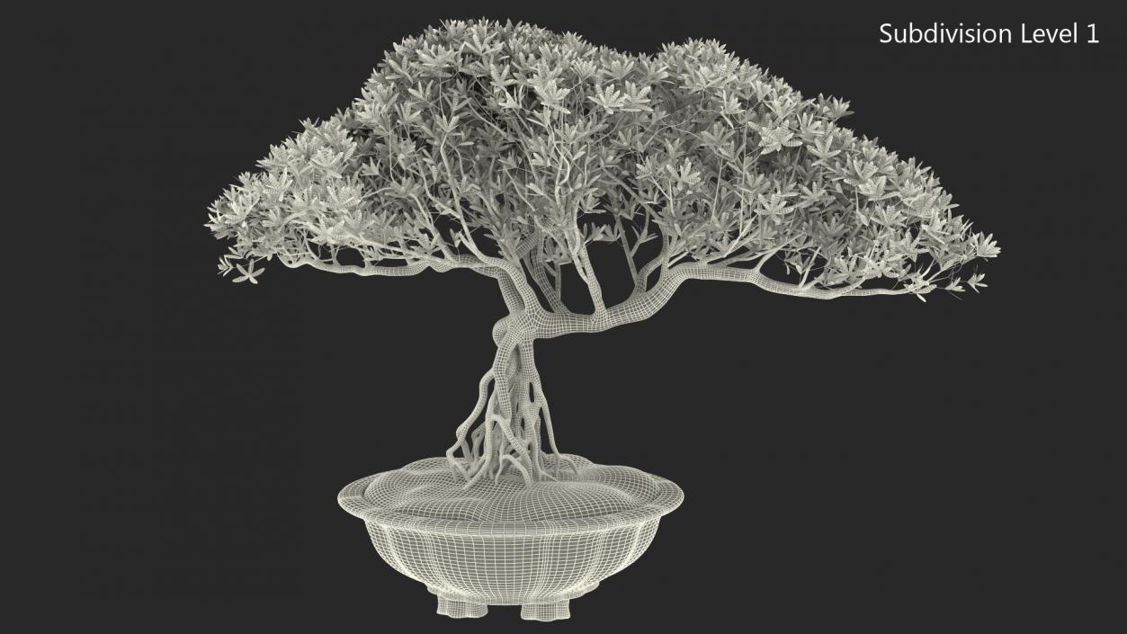 3D Small Bonsai Tree in Pot Fur model