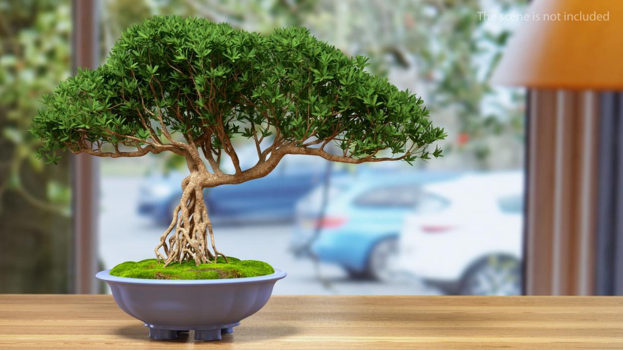 3D Small Bonsai Tree in Pot Fur model