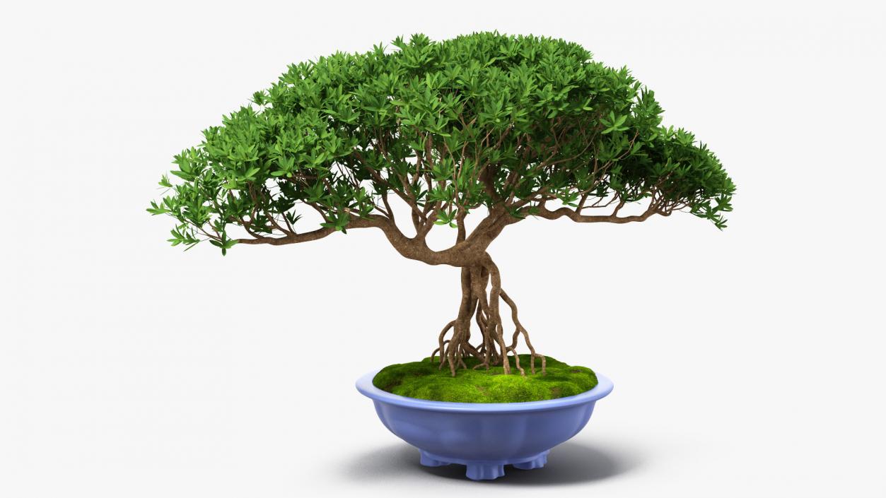 3D Small Bonsai Tree in Pot Fur model