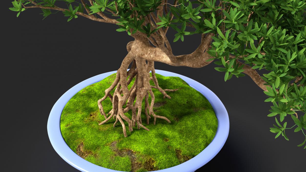 3D Small Bonsai Tree in Pot Fur model