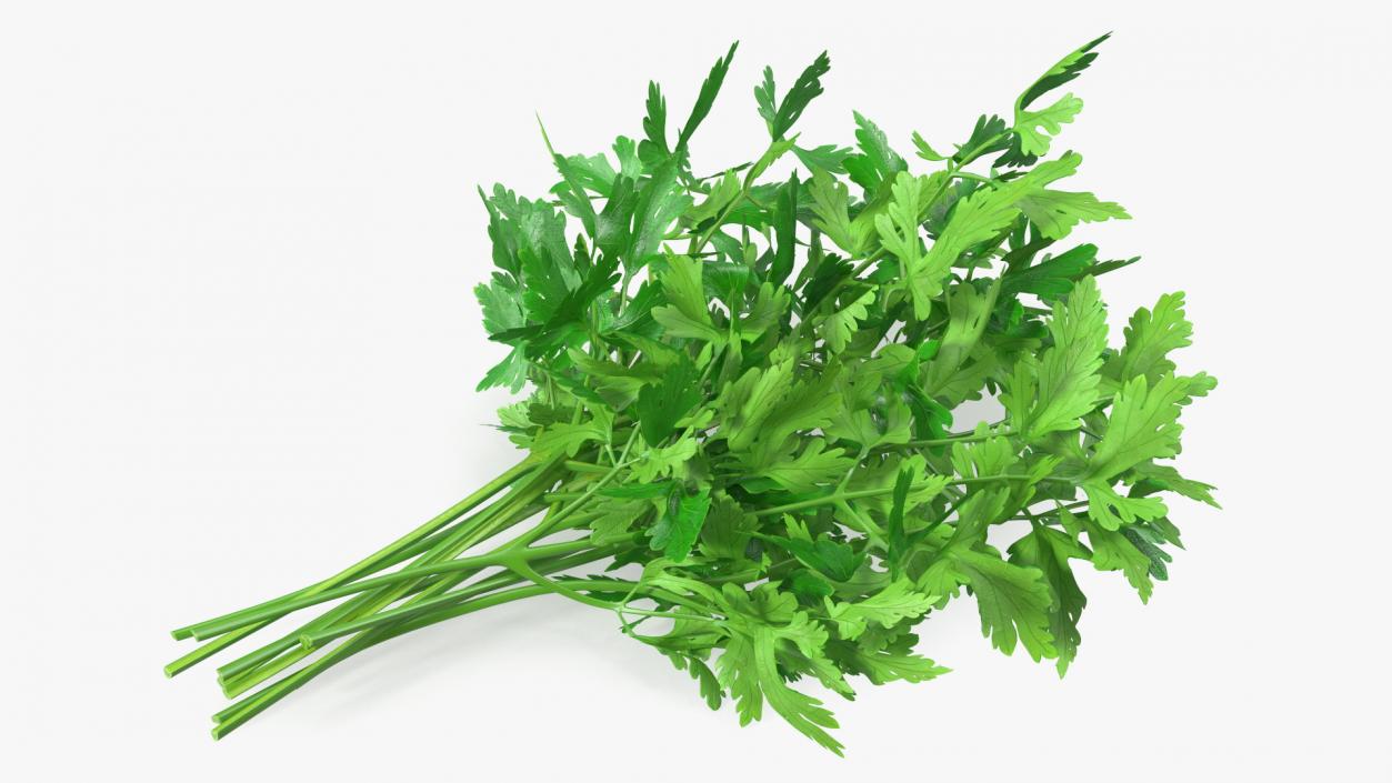 3D Fresh Parsley Leaves Bunch