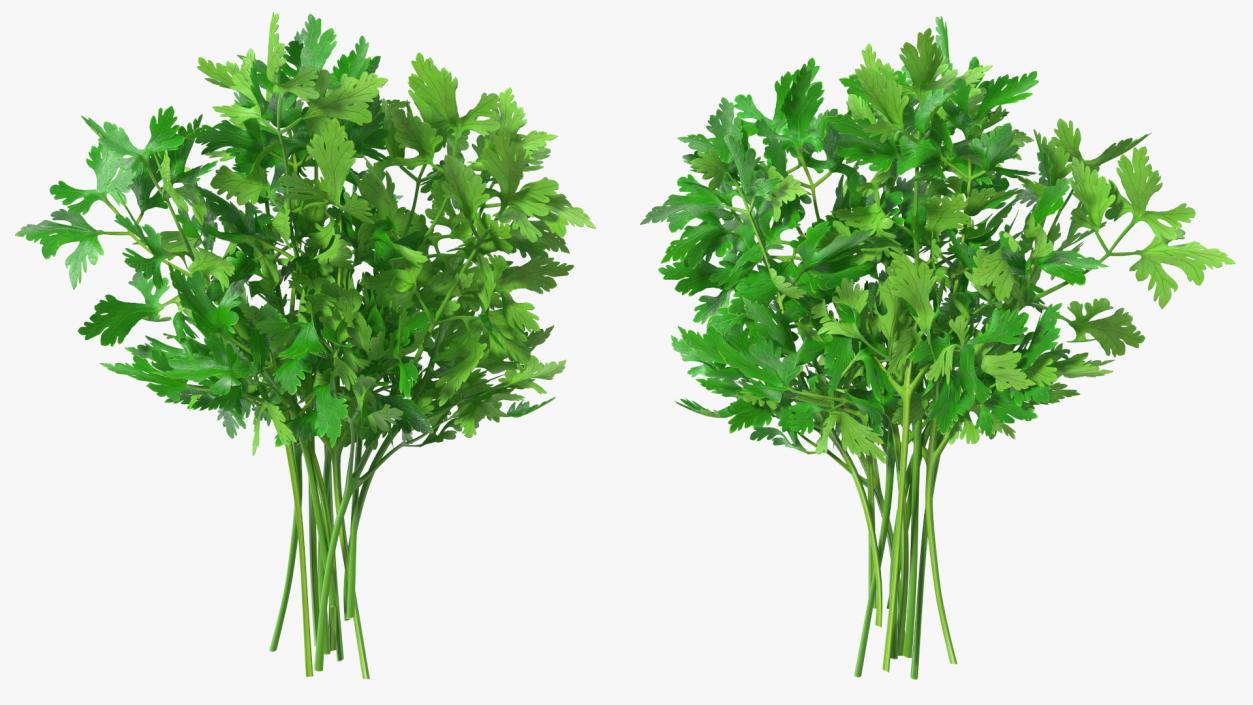 3D Fresh Parsley Leaves Bunch