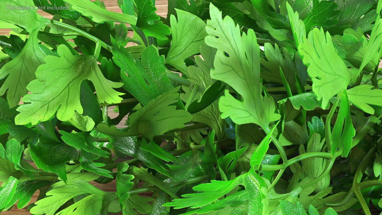 3D Fresh Parsley Leaves Bunch