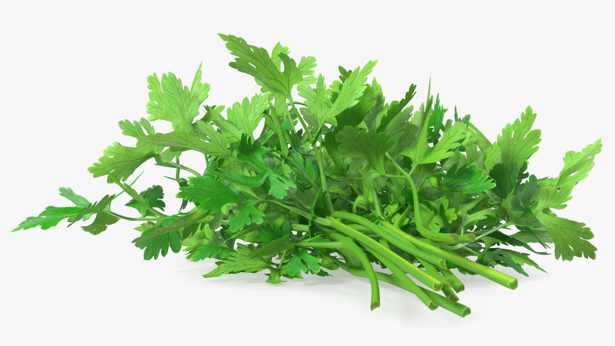 3D Fresh Parsley Leaves Bunch